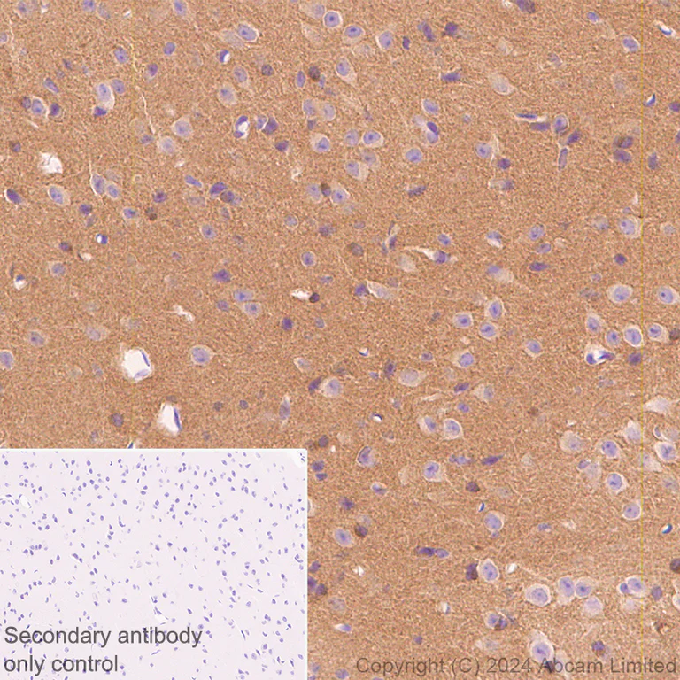 Immunohistochemistry (Formalin/PFA-fixed paraffin-embedded sections) - Anti-Brain-derived Tau antibody [EPR29150-21] - BSA and Azide free (AB322060)