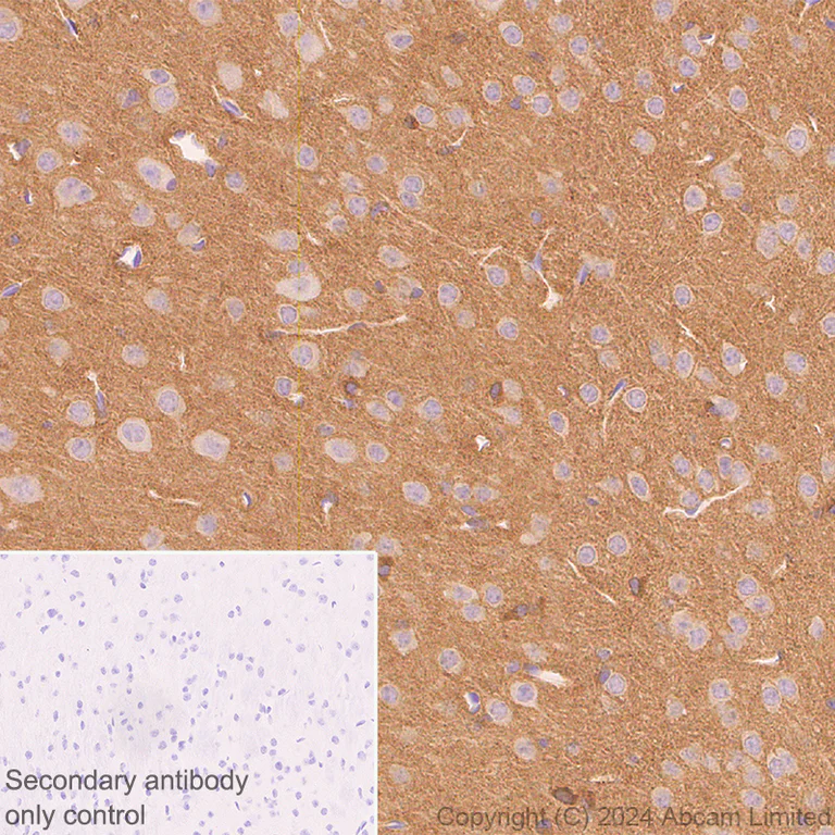 Immunohistochemistry (Formalin/PFA-fixed paraffin-embedded sections) - Anti-Brain-derived Tau antibody [EPR29150-21] - BSA and Azide free (AB322060)