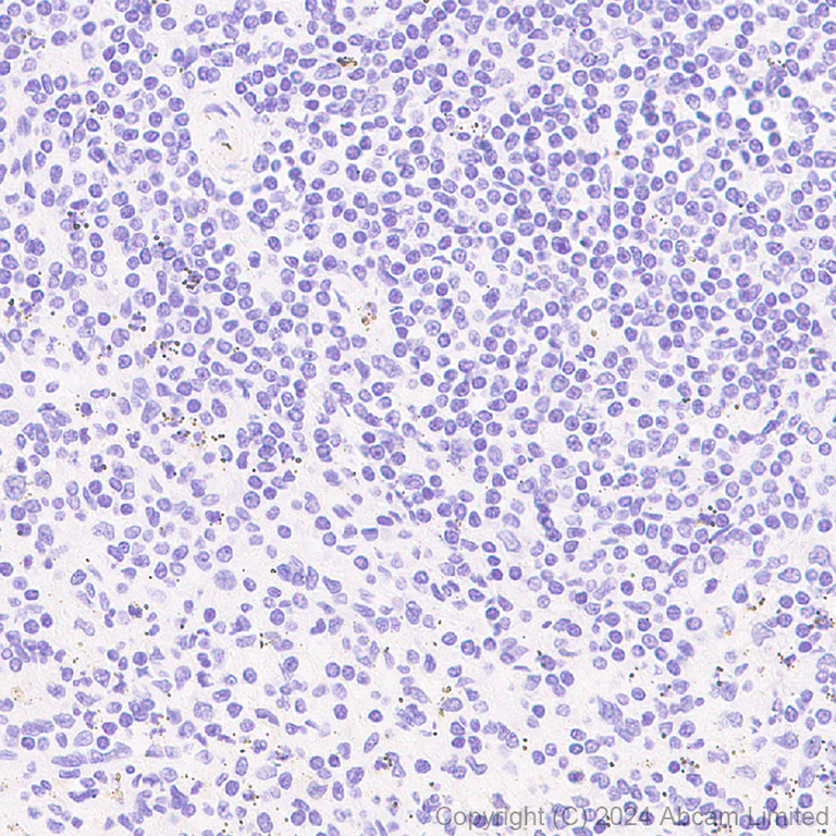 Immunohistochemistry (Formalin/PFA-fixed paraffin-embedded sections) - Anti-Brain-derived Tau antibody [EPR29150-21] - BSA and Azide free (AB322060)
