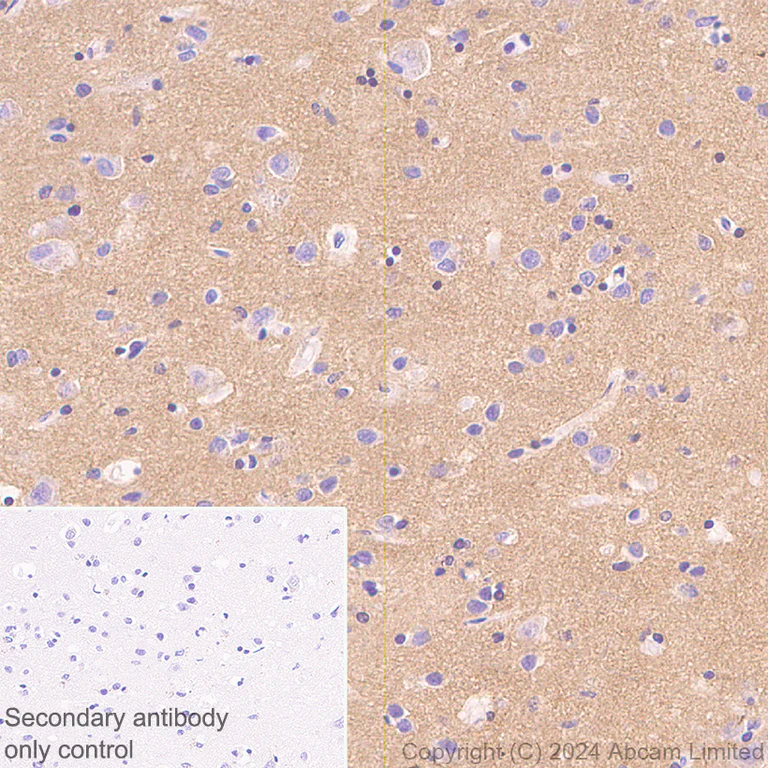 Immunohistochemistry (Formalin/PFA-fixed paraffin-embedded sections) - Anti-Brain-derived Tau antibody [EPR29150-21] - BSA and Azide free (AB322060)