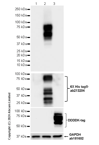 Western blot - Anti-Brain-derived Tau antibody [EPR29150-21] - BSA and Azide free (AB322060)