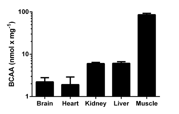 Functional Studies - Branched Chain Amino Acid Assay Kit / BCAA Assay Kit (AB83374)