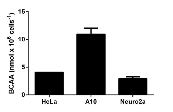 Functional Studies - Branched Chain Amino Acid Assay Kit / BCAA Assay Kit (AB83374)