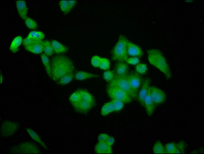 Immunocytochemistry/ Immunofluorescence - Anti-BRAP antibody (AB237505)