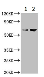 Western blot - Anti-BRAP antibody (AB237505)