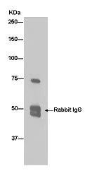 Immunoprecipitation - Anti-BRAT1 antibody [EPR13753-43] - C-terminal (AB181868)