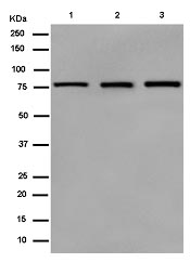 Western blot - Anti-BRAT1 antibody [EPR13753-43] - C-terminal (AB181868)