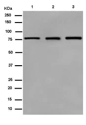 Western blot - Anti-BRAT1 antibody [EPR13753-43] - C-terminal (AB181868)