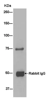 Immunoprecipitation - Anti-BRAT1 antibody [EPR13753] - BSA and Azide free (AB250526)