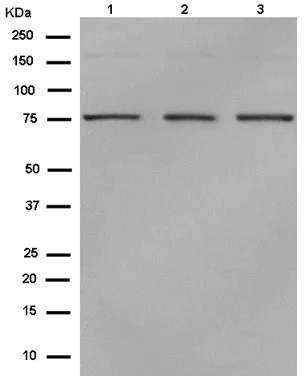 Western blot - Anti-BRAT1 antibody [EPR13753] - BSA and Azide free (AB250526)