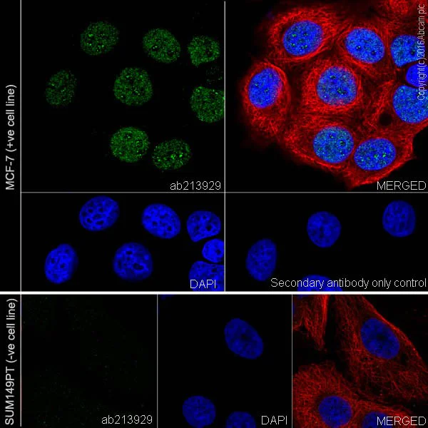 Immunocytochemistry/ Immunofluorescence - Anti-BRCA1 antibody [EPR19433] - BSA and Azide free (AB215988)