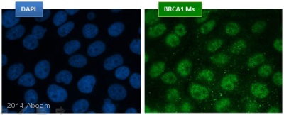 Immunocytochemistry/ Immunofluorescence - Anti-BRCA1 antibody [MS110] (ab16780), expandable thumbnail