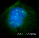 Immunocytochemistry/ Immunofluorescence - Anti-BRCA1 antibody [MS110] (AB16780), expandable thumbnail