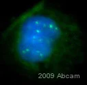 Immunocytochemistry/ Immunofluorescence - Anti-BRCA1 antibody [MS110] (AB16780)