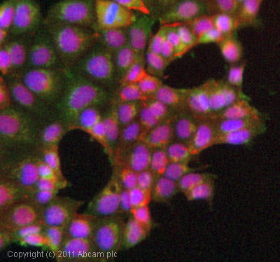 Immunocytochemistry/ Immunofluorescence - Anti-BRCA1 antibody [MS110] (ab16780), expandable thumbnail