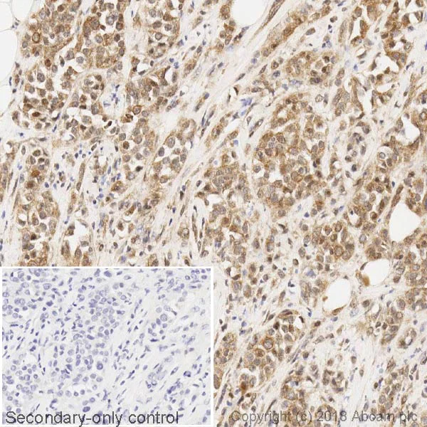 Immunohistochemistry (Formalin/PFA-fixed paraffin-embedded sections) - Anti-BRCA1 antibody [MS13] (AB16781)