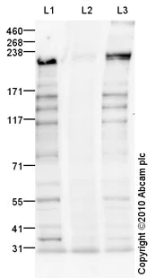 Western blot - Anti-BRCA1 (phospho S1423) antibody (AB90528)