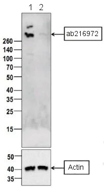 Western blot - Anti-BRCA2 antibody (AB216972)