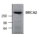 Western blot - Anti-BRCA2 antibody (AB27976)