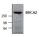 Western blot - Anti-BRCA2 antibody (AB27976)