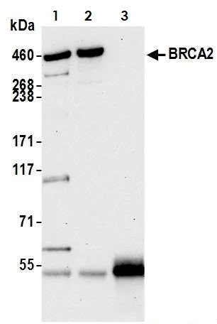 Immunoprecipitation - Anti-BRCA2 antibody (AB9143)