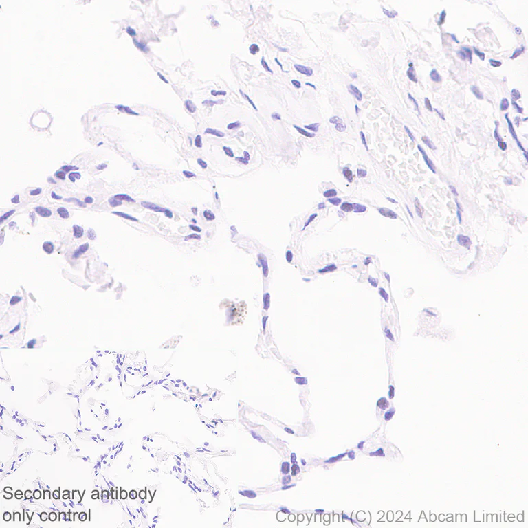 Immunohistochemistry (Formalin/PFA-fixed paraffin-embedded sections) - Anti-BRCA2 antibody [EPR26146-81] - BSA and Azide free (AB324804)