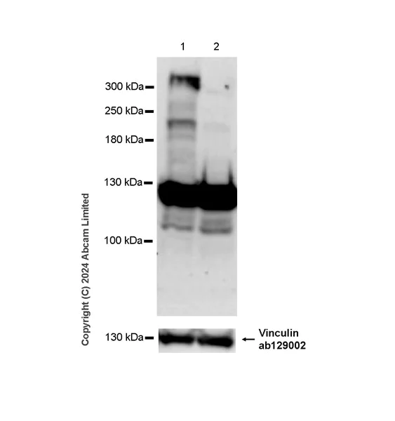 Western blot - Anti-BRCA2 antibody [EPR26146-81] - BSA and Azide free (AB324804)