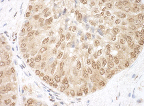 Immunohistochemistry (Formalin/PFA-fixed paraffin-embedded sections) - Anti-BRCC36 antibody (AB115172)