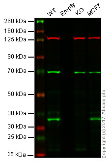 Western blot - Anti-BRCC36 antibody [EPR4365] (AB108295), expandable thumbnail