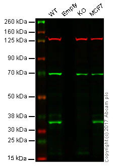Western blot - Anti-BRCC36 antibody [EPR4365] (AB108295)