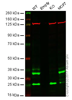 Western blot - Anti-BRCC36 antibody [EPR4366] (AB108411)