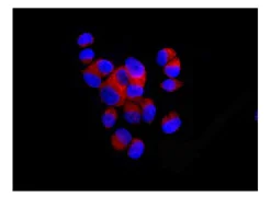 Immunocytochemistry/ Immunofluorescence - Anti-BRCC45/BRE antibody [EPR11858] (AB177960)