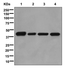 Western blot - Anti-BRCC45/BRE antibody [EPR11858] (AB177960), expandable thumbnail