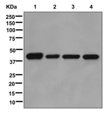 Western blot - Anti-BRCC45/BRE antibody [EPR11858] (AB177960)
