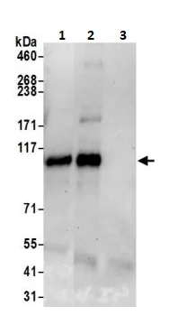 Immunoprecipitation - Anti-BRD1/BRL antibody (AB264293)