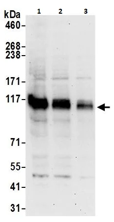 Western blot - Anti-BRD1/BRL antibody (AB264293)