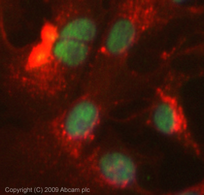 Immunocytochemistry/ Immunofluorescence - Anti-BRD1/BRL antibody (AB71877), expandable thumbnail