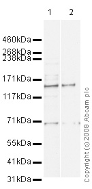 Western blot - Anti-BRD1/BRL antibody (AB71877), expandable thumbnail