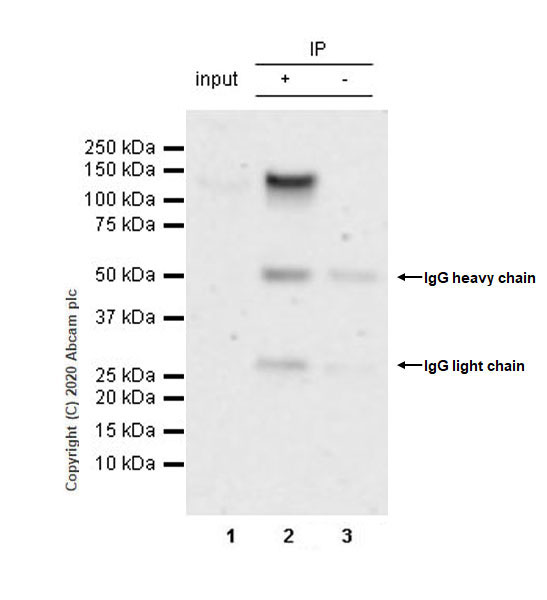 Anti-BRD1/BRL antibody [EPR12960]