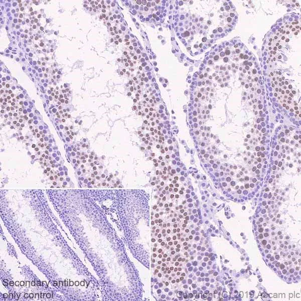 Immunohistochemistry (Formalin/PFA-fixed paraffin-embedded sections) - Anti-BRD1/BRL antibody [EPR12960] - BSA and Azide free (AB250317)