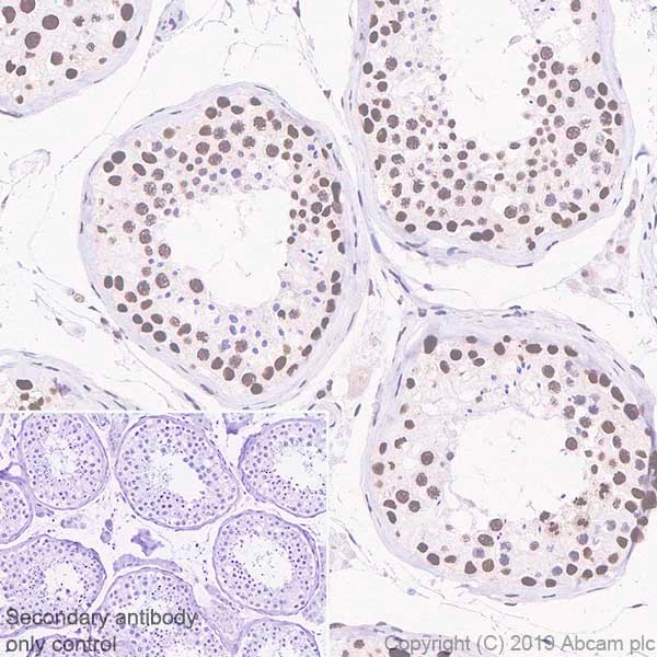 Immunohistochemistry (Formalin/PFA-fixed paraffin-embedded sections) - Anti-BRD1/BRL antibody [EPR12960] - BSA and Azide free (AB250317)