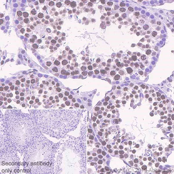 Immunohistochemistry (Formalin/PFA-fixed paraffin-embedded sections) - Anti-BRD1/BRL antibody [EPR12960] - BSA and Azide free (AB250317)