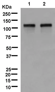Western blot - Anti-BRD1/BRL antibody [EPR12960] - BSA and Azide free (AB250317)