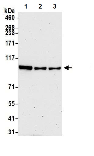 Western blot - Anti-BRD2 antibody (AB245436), expandable thumbnail