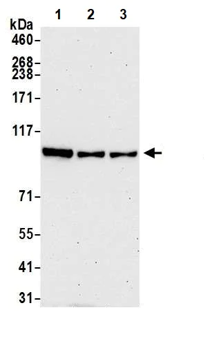 Western blot - Anti-BRD2 antibody (AB245436)