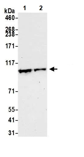 Western blot - Anti-BRD2 antibody (AB245436)
