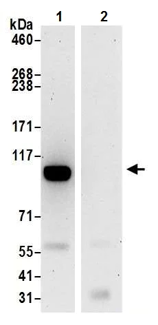 Immunoprecipitation - Anti-BRD2 antibody [BL-167-2A2] (AB243865)
