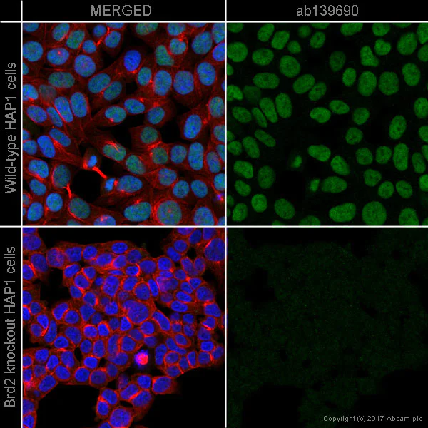 Immunocytochemistry/ Immunofluorescence - Anti-BRD2 antibody [EPR7642] - BSA and Azide free (AB222393)