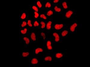 Immunocytochemistry/ Immunofluorescence - Anti-BRD2 antibody [EPR7642] - ChIP Grade (AB139690), expandable thumbnail