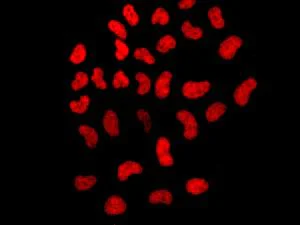 Immunocytochemistry/ Immunofluorescence - Anti-BRD2 antibody [EPR7642] - ChIP Grade (AB139690)
